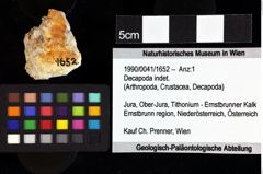 Foto (Objket + Etiketten) von Gastrodorus sp. 